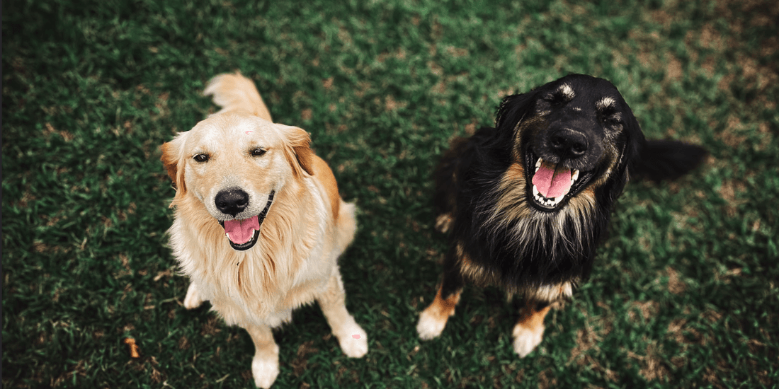 3 Signs Your Pet is Malnourished