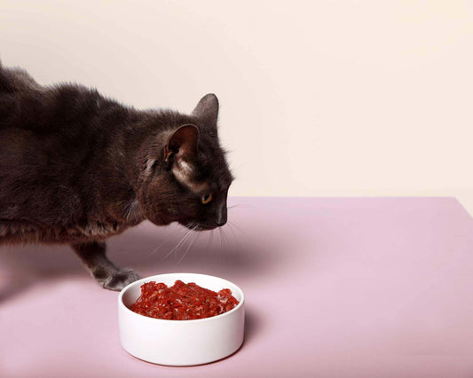 how-much-raw-meat-should-i-feed-my-dog-or-cat