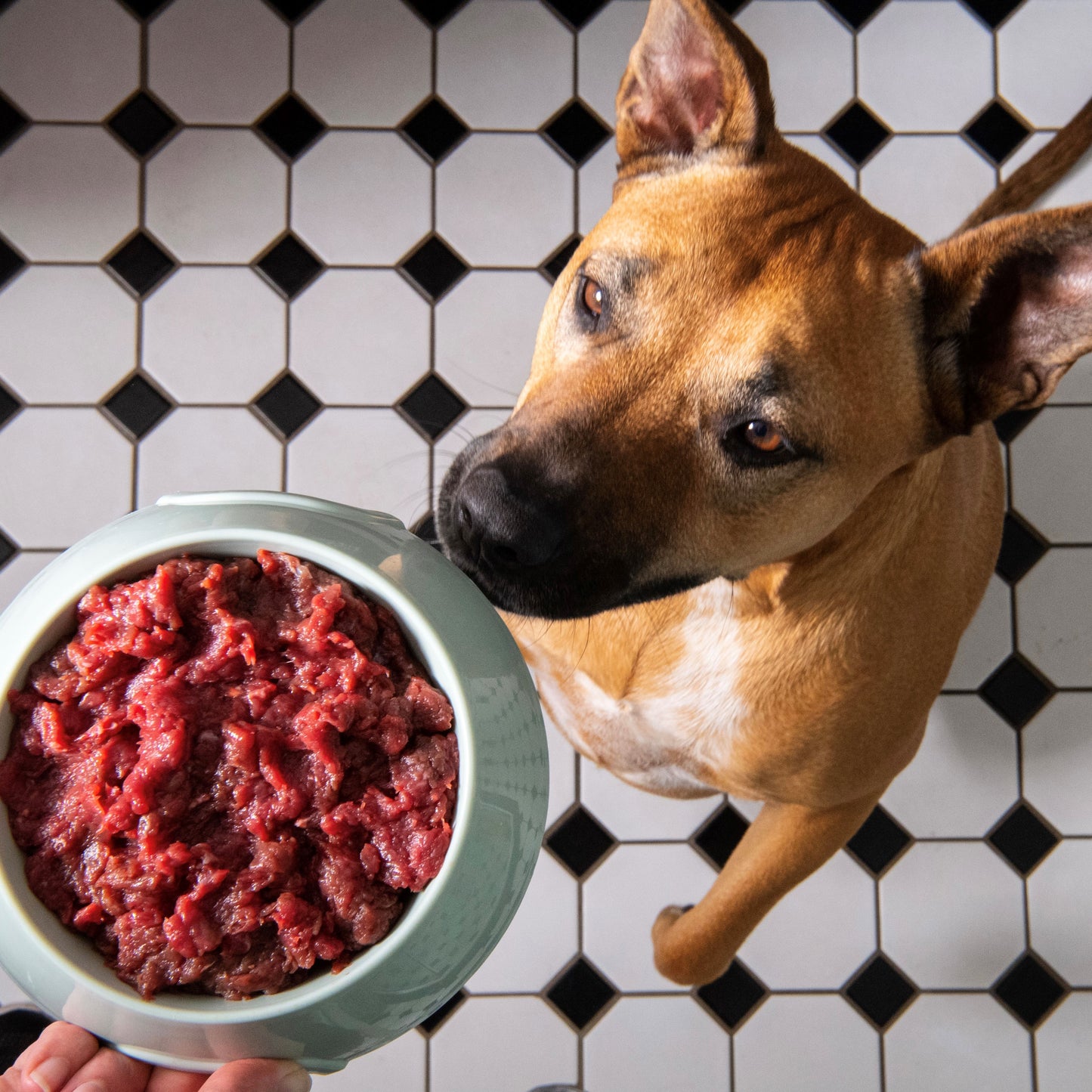 Bulk Wild Venison Mince 10kg