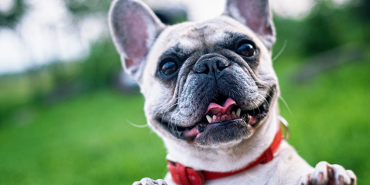 7 Common Pet Food Mistakes (and How to Avoid Them)