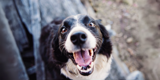 The Easy Way to Clean Your Dog’s Teeth (No Toothbrush Needed)