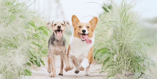 Bring Back Your Pet’s Energy with the Right Nutrition