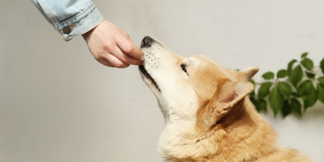 The Shift to Raw: Why More Vets Are Saying “Yes”