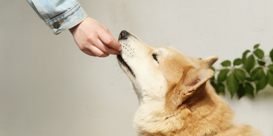 The Shift to Raw: Why More Vets Are Saying “Yes”