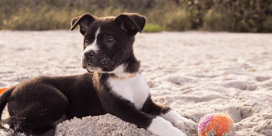 The Truth About Kibble (You Need to Know This!)