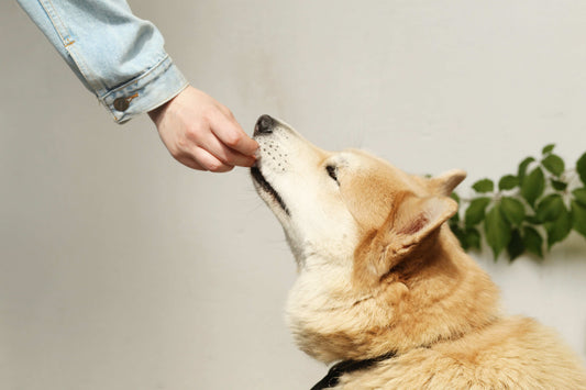 Vet reveals the power of fresh meat diets