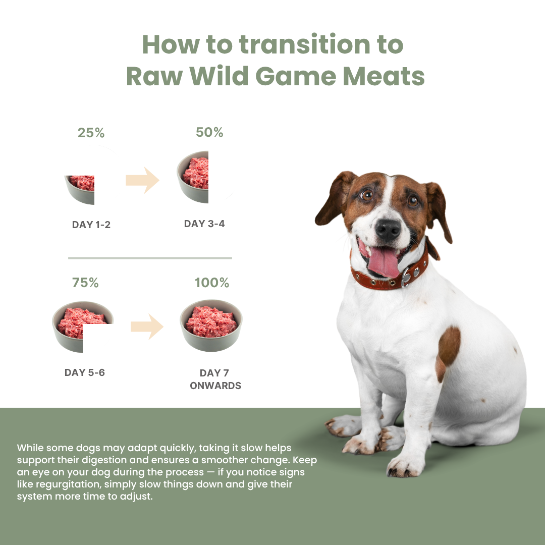 Dog sitting next to a transition chart for raw wild game meats