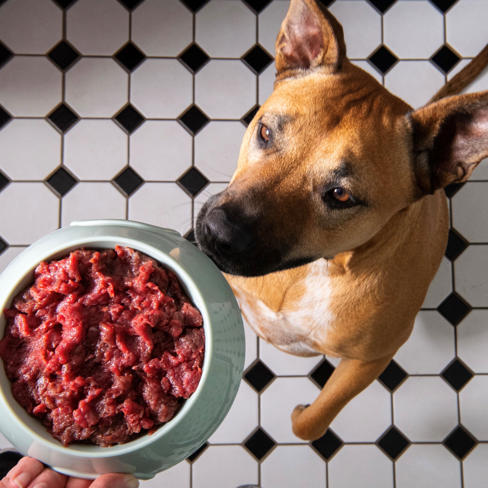 Raw Kangaroo mince pet food 1kg wildoz