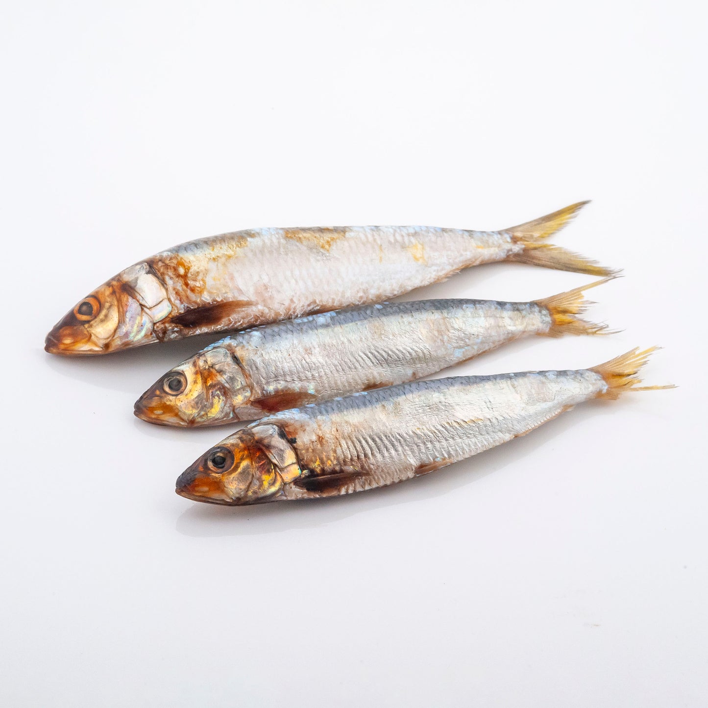Whole Raw Sardines